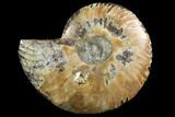 Agatized Ammonite Fossil (Half) - Madagascar #116798-1